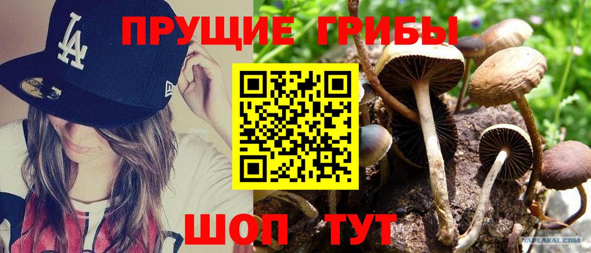 Псилоцибиновые грибы Cubensis Моздок